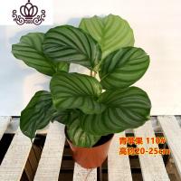 封后竹芋盆栽室内喜植物净化空气青苹果竹芋水养水培花卉观叶绿植 110#青苹果2盆 不含盆