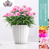 封后康乃馨盆栽植物室内花卉带花苞四季开花客厅阳台好养绿植 白波浪[康乃馨]大盆颜色随机发 带盆栽好