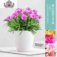 封后康乃馨盆栽植物室内花卉带花苞四季开花客厅阳台好养绿植 花瓣盆[康乃馨]颜色随机发 带盆栽好