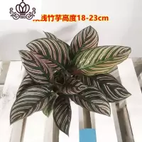 封后竹芋盆栽室内喜植物净化空气青苹果竹芋水养水培花卉观叶绿植 90#双线1盆 不含盆