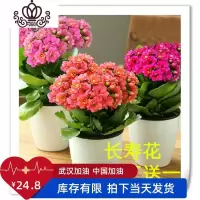 封后长寿花盆栽重瓣花花卉观花植物室内外花四季开花不断阳台植物 竖盆长寿花[红色系列]大盆 带盆栽好
