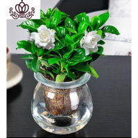 封后白掌一帆风顺粉掌绿植盆栽含花盆室内植物水培植物礼品花卉清新语 自动吸水盆栀子花 含盆