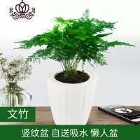 封后水培红掌盆栽植物办公室桌面绿植鸿运当头室内花卉水养鲜花四季花 竖纹盆文竹[白色] 带盆栽好