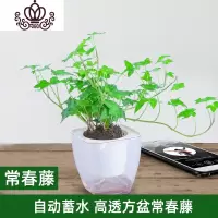 封后水培红掌盆栽植物办公室桌面绿植鸿运当头室内花卉水养鲜花四季花 高透方盆常春藤 带盆栽好