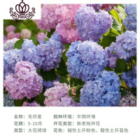 封后耐寒15年老桩无尽夏绣球花苗盆栽室内外八仙花卉阳台庭院四季开花 A1无尽夏10年苗[买2颗送一颗] 不含盆