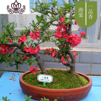 封后重瓣海棠花苗花卉盆栽盆景老桩室内外观花绿植物庭院阳台四季开花 H2一品香/5年苗 不含盆