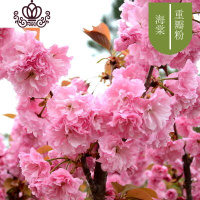 封后重瓣海棠花苗花卉盆栽盆景老桩室内外观花绿植物庭院阳台四季开花 H7重瓣粉/5年苗 不含盆