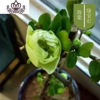 封后重瓣海棠花苗花卉盆栽盆景老桩室内外观花绿植物庭院阳台四季开花 H8绿宝石/5年苗 不含盆