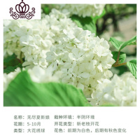 封后耐寒15年老桩无尽夏绣球花苗盆栽室内外八仙花卉阳台庭院四季开花 A2无尽娘10年苗[买2颗送一颗] 不含盆