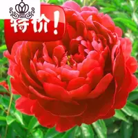 封后芍药花苗庭院花卉四季开花易活芍药根块带芽室内盆栽室外庭院植物 雪里红花/6-10个芽苞 不含盆