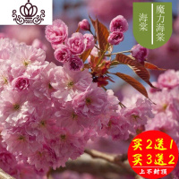 封后海棠花盆栽花卉植物室内花四季海棠树苗盆景树桩好养的花四季开花 13#魔力海棠5年苗 不含盆