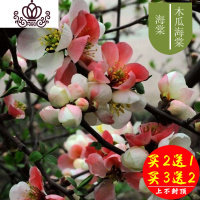 封后海棠花盆栽花卉植物室内花四季海棠树苗盆景树桩好养的花四季开花 15#木瓜海棠5年苗 不含盆
