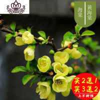 封后海棠花盆栽花卉植物室内花四季海棠树苗盆景树桩好养的花四季开花 16#黄海棠5年苗 不含盆