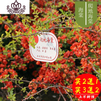 封后海棠花盆栽花卉植物室内花四季海棠树苗盆景树桩好养的花四季开花 2#爬地海棠5年苗 不含盆