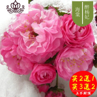封后海棠花盆栽花卉植物室内花四季海棠树苗盆景树桩好养的花四季开花 23#醉杨妃海棠5年苗 不含盆