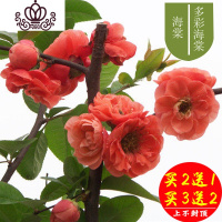 封后海棠花盆栽花卉植物室内花四季海棠树苗盆景树桩好养的花四季开花 4#多彩海棠5年苗 不含盆