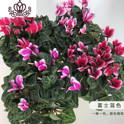 封后BP花卉仙客来夏日11CM盆栽开花不断兔耳朵花苗室内客厅阳台好养 富士混色 带盆栽好