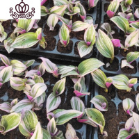 封后油画婚礼吊兰盆栽婚礼吊兰锦紫露锦室内阳台办公桌观叶绿植花卉 油画婚礼吊兰穴盘苗二颗 不含盆