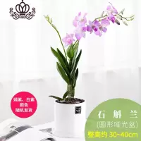 封后石斛兰花卉观花植物室内花绿植花卉盆栽阳台植物石斛兰盆栽带花 圆形哑光盆[石斛兰]颜色随机 带盆栽好