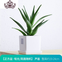封后阳台办公室芦荟植物卧室内净化空气植物花卉四季常青 哑/亮光中方盆[芦荟] 带盆栽好