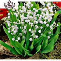 封后带盆铃兰花苗 铃兰花盆栽阳台室内浓香型花卉四季常开耐寒植物 铃兰花:20颗 含盆