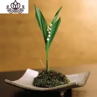 封后带盆铃兰花苗 铃兰花盆栽阳台室内浓香型花卉四季常开耐寒植物 铃兰花:10颗 含盆