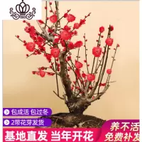 封后浓香型梅花盆栽花卉植物室内花四季腊梅花树苗红梅老桩庭院盆栽 5年盆栽红梅拍就送肥 不含盆