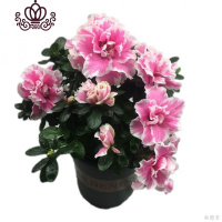 封后稀有喷砂杜鹃花苗盆栽带花苞四季开花不断室内外好养活观花卉绿植 桃雪25-30 带盆栽好