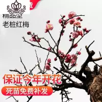 封后浓香型梅花盆栽花卉植物室内花四季腊梅花树苗红梅老桩庭院盆栽 8年盆栽红梅拍就送肥 不含盆