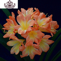 封后四季精品盆栽名贵室内好养活带花苞圆头和尚绿植物花卉 10-12片叶子彩蝶 含盆