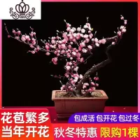 封后浓香型梅花盆栽花卉植物室内花四季腊梅花树苗红梅老桩庭院盆栽 20年盆栽红梅拍就送肥 不含盆