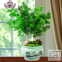 封后蓬莱松盆栽室内好养花卉四季常青植物生肖猴年桌面绿植小盆景 运、蓬莱松 带盆栽好