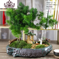 封后蓬莱松盆栽室内好养花卉四季常青植物生肖猴年桌面绿植小盆景 寿、蓬莱松+亭+桌子+诗人 带盆栽好