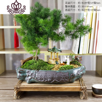 封后蓬莱松盆栽室内好养花卉四季常青植物生肖猴年桌面绿植小盆景 寿、蓬莱松+亭+诗人+桌子古韵木底座D 带盆栽好
