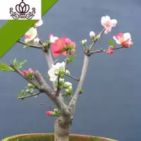 封后5年四季开花重瓣日本海棠花树苗盆景老桩花卉盆栽观花植物室内外 双色 不含盆