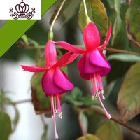 封后5年四季开花重瓣日本海棠花树苗盆景老桩花卉盆栽观花植物室内外 吊钟海棠 不含盆