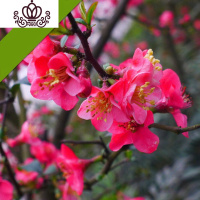 封后5年四季开花重瓣日本海棠花树苗盆景老桩花卉盆栽观花植物室内外 新世纪海棠 不含盆