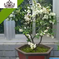 封后5年四季开花重瓣日本海棠花树苗盆景老桩花卉盆栽观花植物室内外 绿色 不含盆