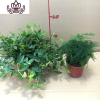 封后文竹花卉盆栽室内桌面阳台客厅植物四季常青美观陶瓷盆微型盆景苗 文竹90#+钻石翡翠 含盆