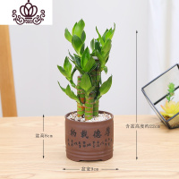 封后步步高荷花竹节节高观音竹富贵竹盆栽花卉水植物办公室内净化空气 厚德载物紫砂盆款 带盆栽好