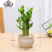 封后步步高荷花竹节节高观音竹富贵竹盆栽花卉水植物办公室内净化空气 素陶盆款 带盆栽好