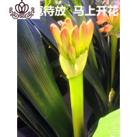 封后盆栽室内外当年开花四季圆头和尚短叶小苗室内盆景绿植花卉 带花苞君子兰(大盆叶子14叶以上) 不含盆