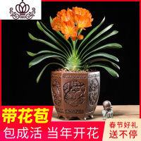 封后盆栽室内外当年开花四季圆头和尚短叶小苗室内盆景绿植花卉 带花苞君子兰(小盆9-14叶) 不含盆