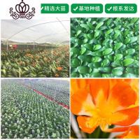 封后盆栽室内外当年开花四季圆头和尚短叶小苗室内盆景绿植花卉 注:含盆为懒人花盆! 不含盆