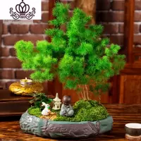封后蓬莱松盆栽室内好养花卉四季常青植物生肖猴年桌面绿植小盆景 招、蓬莱松+兔+亭+静思沙弥 带盆栽好