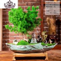 封后蓬莱松盆栽室内好养花卉四季常青植物生肖猴年桌面绿植小盆景 缘、蓬莱松+兔+假山+鸟+古韵木底座D 带盆栽好