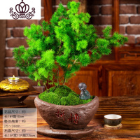 封后蓬莱松盆栽室内好养花卉四季常青植物生肖猴年桌面绿植小盆景 聚、蓬莱松+沙弥+不规则托盘 带盆栽好