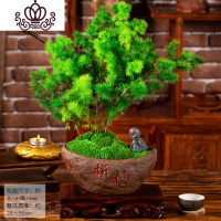 封后蓬莱松盆栽室内好养花卉四季常青植物生肖猴年桌面绿植小盆景 聚、蓬莱松+沙弥实木红木底座 带盆栽好