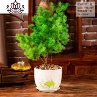 封后蓬莱松盆栽室内好养花卉四季常青植物生肖猴年桌面绿植小盆景 荷叶、蓬莱松 带盆栽好