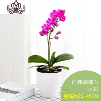 封后蝴蝶兰花卉观花植物室内好养四季开花的花阳台植物蝴蝶兰盆栽带花 红蝶蝴蝶兰大盆 带盆栽好